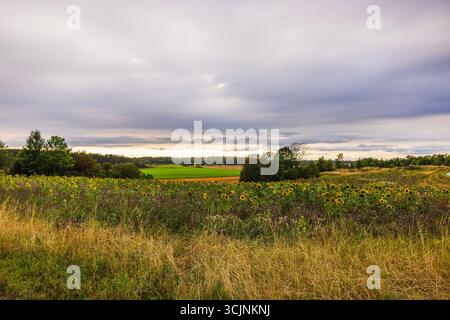 Champ de tournesol d'automne s'étend à travers le paysage rural contre fond de ciel nuageux avec des arbres et des prairies. Suède. Banque D'Images