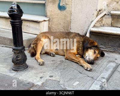 Chien errant endormi sur un trottoir de pierre près d'une maison. Paix, détente et coexistence urbaine des animaux et des personnes. Banque D'Images