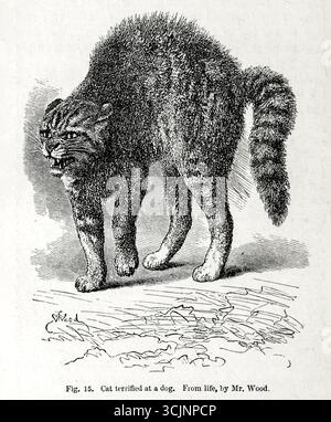 Chat terrifié à un chien du livre ' L'expression des émotions dans l'homme et les animaux ' par Darwin, Charles, 1809-1882 date de publication 1873 Banque D'Images