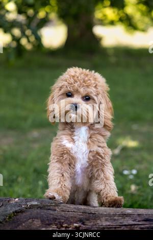C'est un vrai chiot Maltipoo de 8 mois. Sa mère était un caniche rouge et son père un mini maltais blanc. Banque D'Images