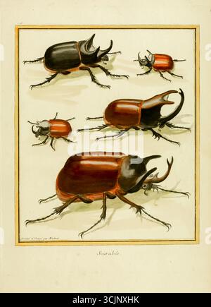 Scarabés. coléoptères. Illustration tirée du livre 'planches enluminées D'histoire naturelle' Tome 1 de François Nicolas Martinet, Louis-Jean-Marie Daubenton, Edme-Louis Daubenton, Georges-Louis Leclerc, Comte de Buffon publié en 1765 à Paris, France Banque D'Images