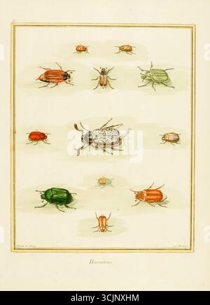Chafers Hannetons illustration du livre 'planches enluminées D'histoire naturelle' Tome 1 de François Nicolas Martinet, Louis-Jean-Marie Daubenton, Edme-Louis Daubenton, Georges-Louis Leclerc, Comte de Buffon publié en 1765 à Paris, France Banque D'Images