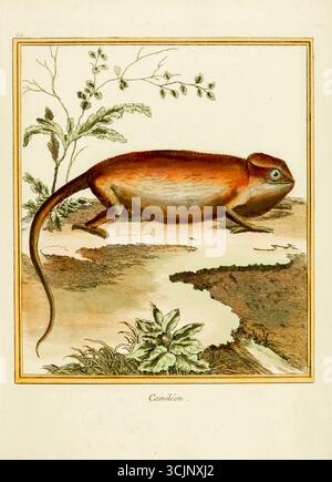 Illustration tirée du livre 'planches enluminées D'histoire naturelle' Tome 1 de François Nicolas Martinet, Louis-Jean-Marie Daubenton, Edme-Louis Daubenton, Georges-Louis Leclerc, Comte de Buffon publié en 1765 à Paris, France Banque D'Images