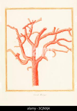 Corail rouge illustration du livre 'planches enluminées D'histoire naturelle' Tome 1 de François Nicolas Martinet, Louis-Jean-Marie Daubenton, Edme-Louis Daubenton, Georges-Louis Leclerc, Comte de Buffon publié en 1765 à Paris, France Banque D'Images