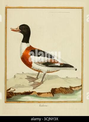 Tadorne illustration tirée du livre 'planches enluminées D'histoire naturelle' Tome 1 de François Nicolas Martinet, Louis-Jean-Marie Daubenton, Edme-Louis Daubenton, Georges-Louis Leclerc, Comte de Buffon publié en 1765 à Paris, France Banque D'Images
