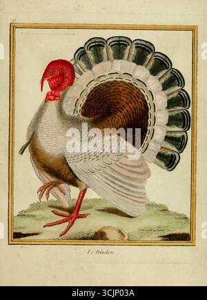 Turquie le Dindon illustration tirée du livre 'planches enluminées D'histoire naturelle' Tome 1 de François Nicolas Martinet, Louis-Jean-Marie Daubenton, Edme-Louis Daubenton, Georges-Louis Leclerc, Comte de Buffon publié en 1765 à Paris, France Banque D'Images