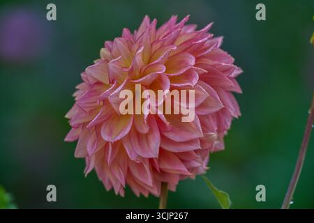Fleur dahlia luxuriant close up Banque D'Images