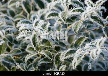Osmanthus × burkwoodii, Burkwood osmanthus, Osmarea burkwoodii, couvert de glace/gel vert foncé, feuilles ovées au milieu de l'hiver Banque D'Images