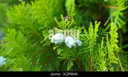 Gros plan d'une branche d'arborvitae chinois à feuilles persistantes (platycladus orientalis) avec de jeunes cônes Banque D'Images