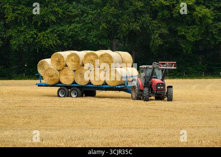 Tracteur dans les champs et travail masculin (chargeur frontal et pointe de balle, balles de paille ramassées chargées et remorquées après récolte) - Farnley, North Yorkshire, Angleterre Royaume-Uni. Banque D'Images