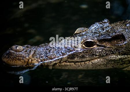 Le crocodile cubain (Crocodylus rhombifer) est une espèce de crocodile de petite taille et moyenne endémique à Cuba. Banque D'Images