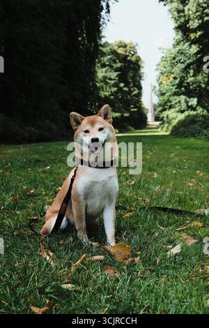 Chien Shiba Inu en laisse assis avec la campagne pittoresque de Stourhead National Trust, Dorset, en arrière-plan. Banque D'Images