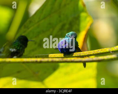 Colibri à ventre violet, Chlorestes julie, chez mangeoires à Umbrellabird Lodge, Équateur Banque D'Images