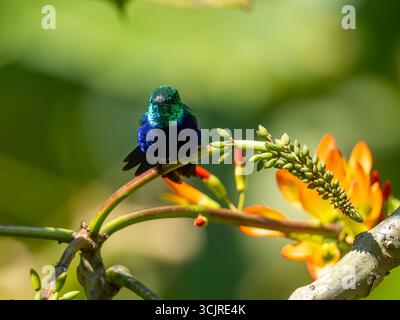 Colibri à ventre violet, Chlorestes julie, chez mangeoires à Umbrellabird Lodge, Équateur Banque D'Images