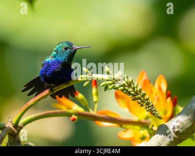 Colibri à ventre violet, Chlorestes julie, chez mangeoires à Umbrellabird Lodge, Équateur Banque D'Images