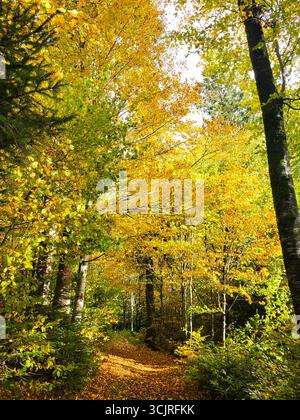 Paysage forestier d'automne pittoresque avec de nombreux arbres pleins de feuilles jaune vif et un chemin forestier couvert de feuillage tombé Banque D'Images