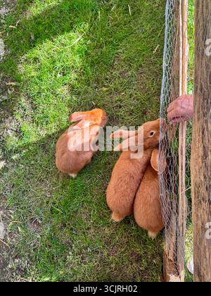 Trois lapins brun clair sur l'herbe, dont deux près d'une clôture en fil de fer sont nourris à la main par une personne Banque D'Images