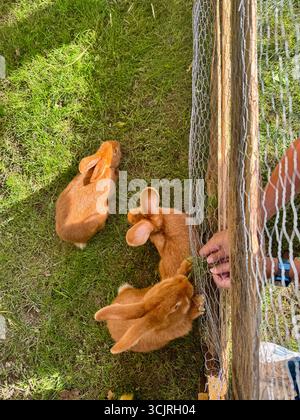 Trois lapins brun clair dans un enclos herbeux lors de l'événement 'campagne a la ville' à Audincourt, en France, dont deux sont nourris à la main à travers une clôture en fil de fer Banque D'Images