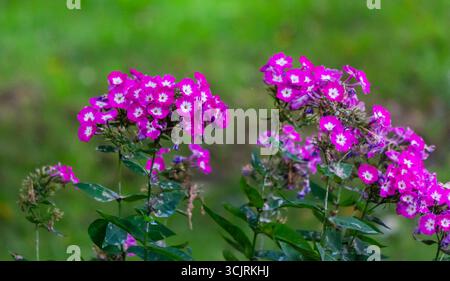 Jardin Phlox paniculata, phlox subulata rampant, également connu sous le nom de phlox mousse. Banque D'Images
