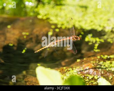 Mâle (à droite) et femelle (à gauche) libellules britanniques daires communes, Sympetrum striolatum, en vol d'accouplement en tandem Banque D'Images