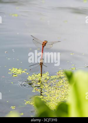 Mâle (en haut) et femelle (en bas) libellules britanniques daires communes, Sympetrum striolatum, trempant en tandem pour pondre des œufs Banque D'Images