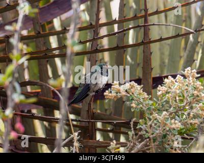 Colibri hillstar à gorge bleue, Oreotrochilus cyanolaemus, endémique de la montagne Cerro de Arcos, Équateur Banque D'Images
