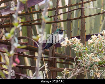Colibri hillstar à gorge bleue, Oreotrochilus cyanolaemus, endémique de la montagne Cerro de Arcos, Équateur Banque D'Images