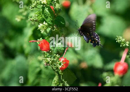 Un papillon Atala (Eumaeus Atala) arrive pour un atterrissage sur une fleur le long du Riverwalk à Columbus, Mississippi. Les papillons sirotent du nectar de la fleur Banque D'Images
