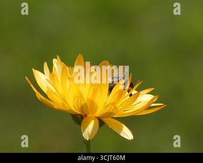 Une fleur de calendula ou soucis (Calendula officinalis) d'un orange doré éclatant fleurissant proprement dans un jardin ensoleillé Banque D'Images