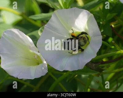 Un bourdon collectant du nectar à l'intérieur d'une fleur trompette blanche de la chénopode des champs (Convolvulus arvensis) sur une vigne grimpante Banque D'Images