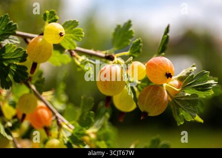 Plante de groseille à maquereau (Ribes uva-crispa), vue rapprochée de la branche avec plusieurs groseilles à maquereau jaunes et rouges parmi les feuilles vertes vibrantes. Banque D'Images