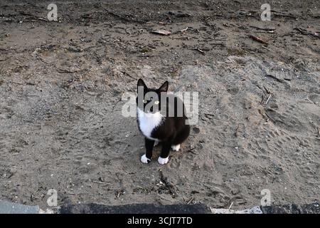 Charmant chat noir et blanc assis magnifiquement sur un sol sableux, à l'air tout à fait adorable Banque D'Images