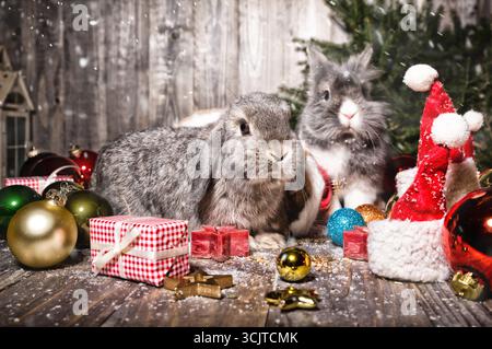 Deux lapins parmi les décorations de Noël Banque D'Images