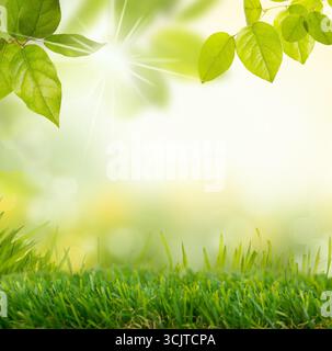 pelouse tondue avec des feuilles dans le soleil d'été, composition Banque D'Images
