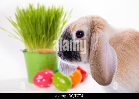 Lapin domestique (Oryctolagus cuniculus F. domestica), lapin de Pâques aux oreilles souples, herbe de Pâques dans un pot et œufs de Pâques, culture, composition Banque D'Images