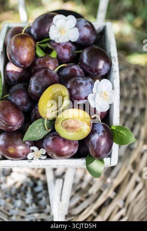 Prune européenne (Prunus domestica), prunes fraîchement cueillies dans une petite brouette à main en bois, décoration de jardin Banque D'Images