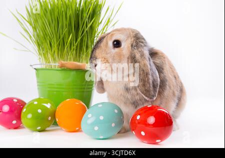 Lapin domestique (Oryctolagus cuniculus F. domestica), lapin de Pâques aux oreilles souples, herbe de Pâques dans un pot et œufs de Pâques, culture, composition Banque D'Images