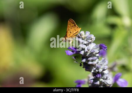 Skipper ardent ( Hylephila phyleus ) papillon en Californie, USA . pollinisation d'une salvia bleue Banque D'Images