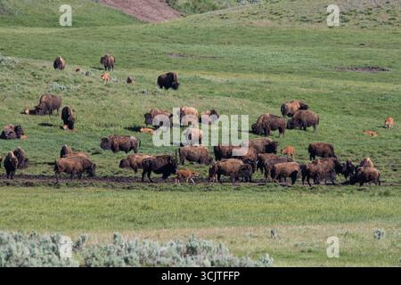 Bison Buffalo pâturant sur la colline de la Lamar Valley au printemps 2024 dans le parc national de Yellowstone Wyoming, États-Unis Banque D'Images
