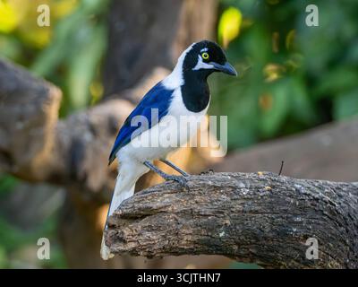 Jay à queue blanche, Cyanocorax mystacalis, mangeant dans une mangeoire à la réserve de Jorupe Urraca Lodge, Équateur Banque D'Images