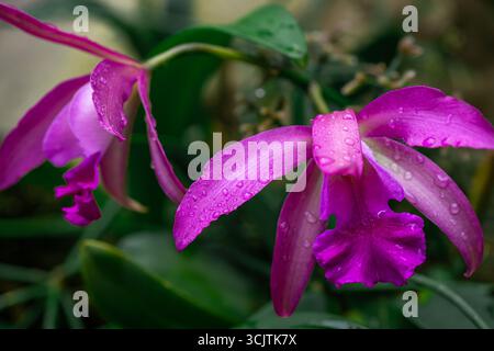 Une photo d'une superbe espèce d'orchidée pourpre, connue sous le nom de Cattleya violacea (nom latin). Banque D'Images