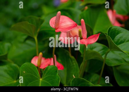 Gros plan d'une fleur d'Anthurium colorée avec des feuilles vertes. Une photographie détaillée en gros plan d'une fleur d'Anthurium, mettant en valeur son rose et son vert éclatant Banque D'Images