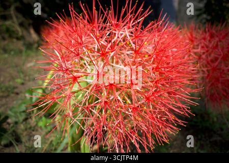 Fleurs rouges de Scadoxus multiflorus (anciennement Haemanthus multiflorus), plante bulbeuse originaire de la majeure partie de l'Afrique subsaharienne. Banque D'Images