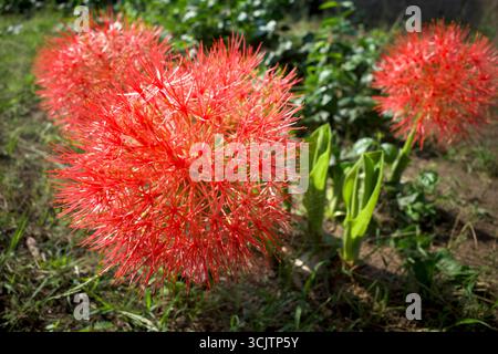 Fleurs rouges de Scadoxus multiflorus (anciennement Haemanthus multiflorus), plante bulbeuse originaire de la majeure partie de l'Afrique subsaharienne. Banque D'Images
