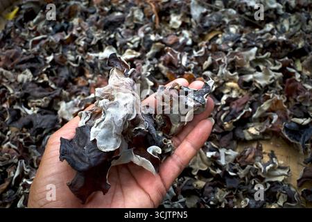 Une main avec des champignons d'oreille de bois séchés (Auricularia auricular), champignon de gelée noire. Banque D'Images