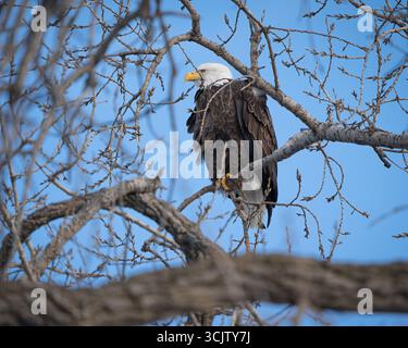 Un majestueux aigle chauve perché haut dans les arbres avec un ciel bleu en arrière-plan. Banque D'Images