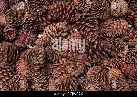 Fermer le fond de pommes de pin brunes naturelles dans la texture de la forêt d'automne Banque D'Images