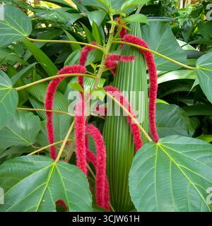 Fleurs rouges fuzzy catkin de la chenille (Acalypha hispida) dans un feuillage tropical luxuriant, vue rapprochée à la lumière naturelle. Banque D'Images