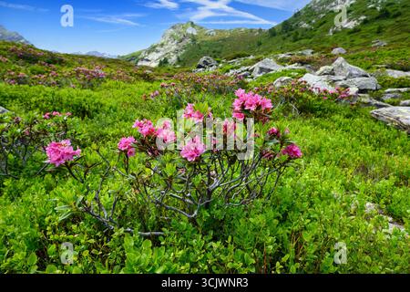 Rhododendron rose dans un paysage alpin Banque D'Images