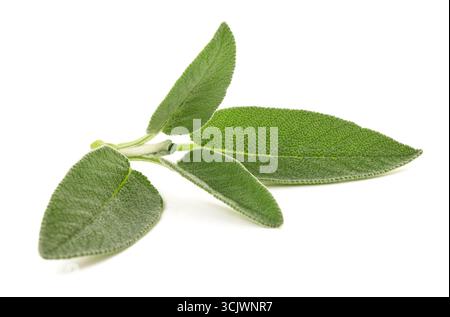 Branche de sauge isolée sur blanc Banque D'Images
